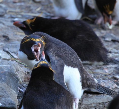 Aggressive Macaroni penguins
