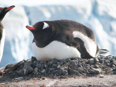 Gentoo penguin incubating the egg on the stone nest