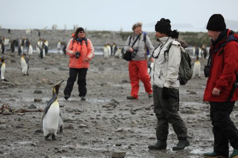 Tourists and King penguins