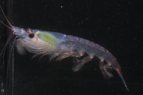 Krill a small crustacean species that fall in the diet list of penguins