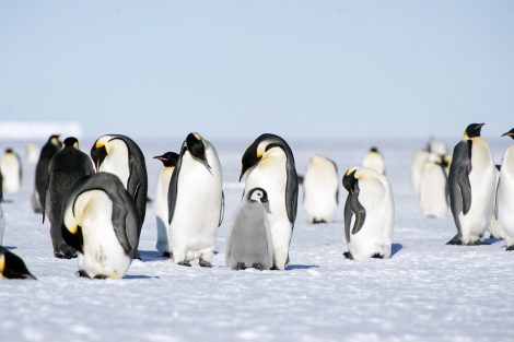 Few emperor penguins tucking their bill under the flipper