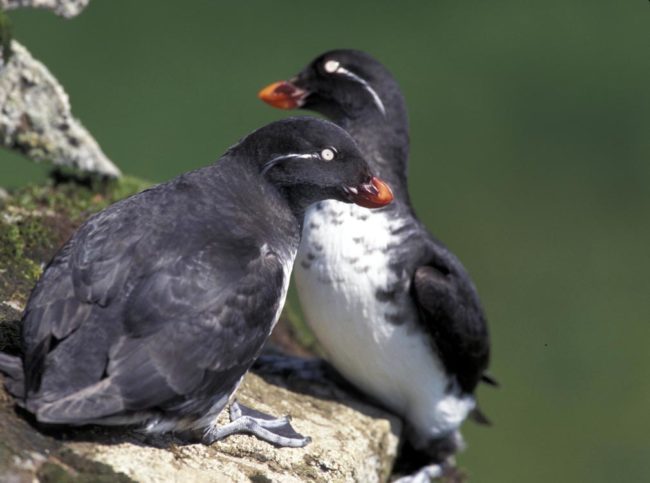 Auklets
