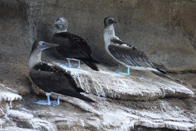 Blue-footed Boobies