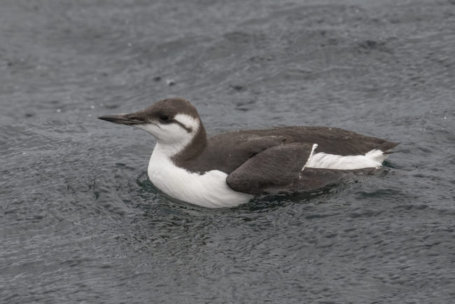 Guillemot
