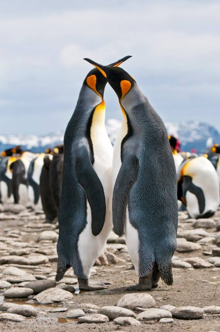 King Penguins