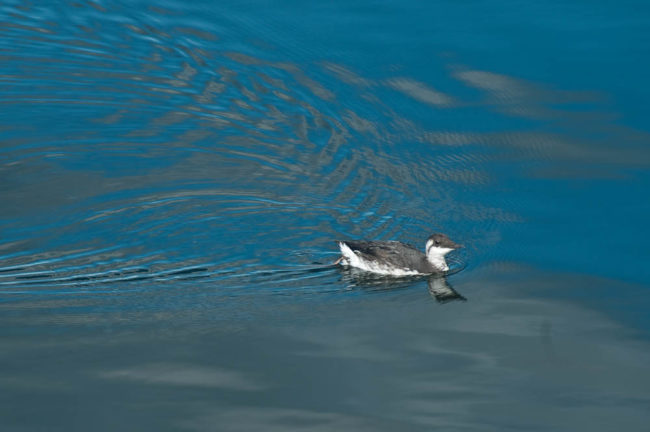 Marbled murrelet