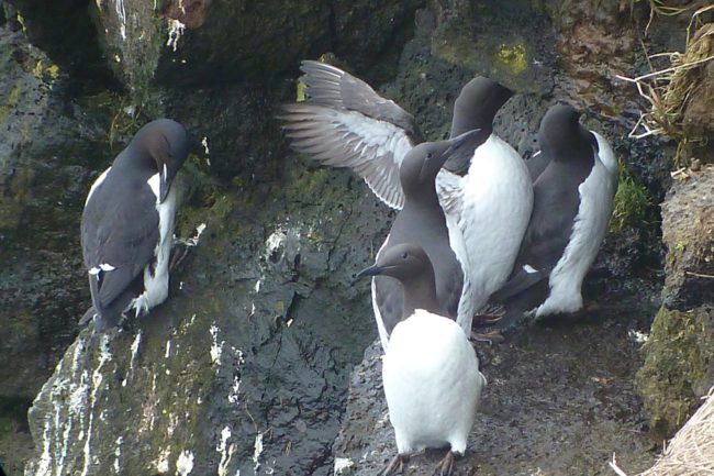 Murres