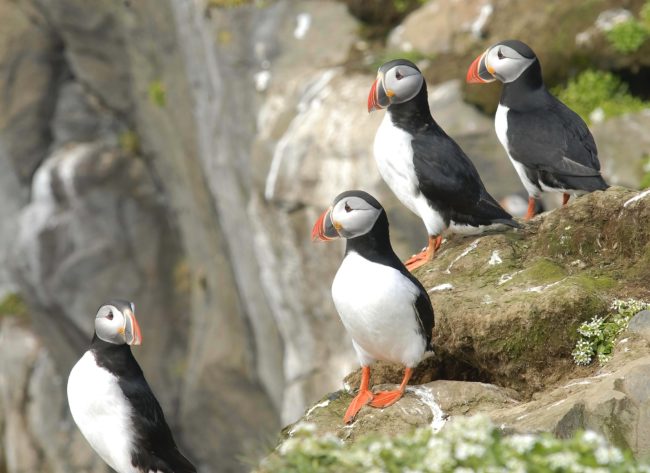 Puffins