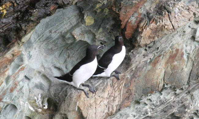 Razorbills