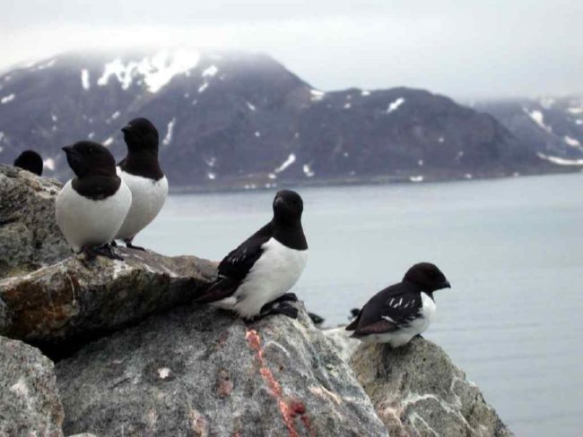 Little Auks