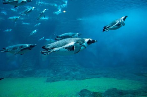 Penguins swimming and surfacing effortlessly in the water