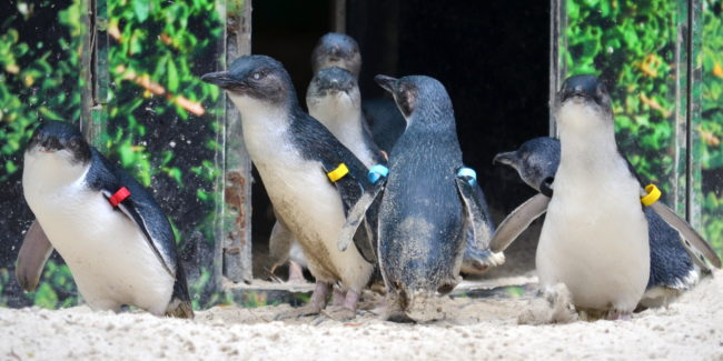 Little Penguins size