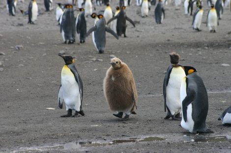 King penguin and chicks