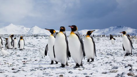 Tuxedo looks of King Penguins