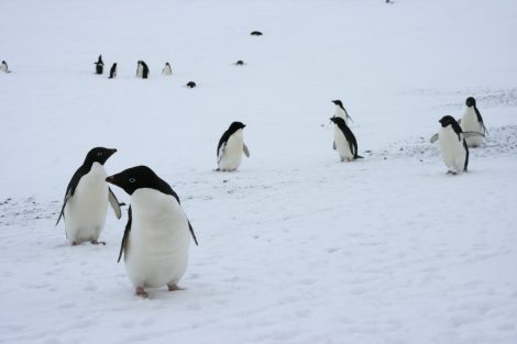 Adelie penguins in Antarctica