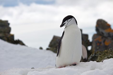 Penguins Are Mainly Found in Southern Hemisphere